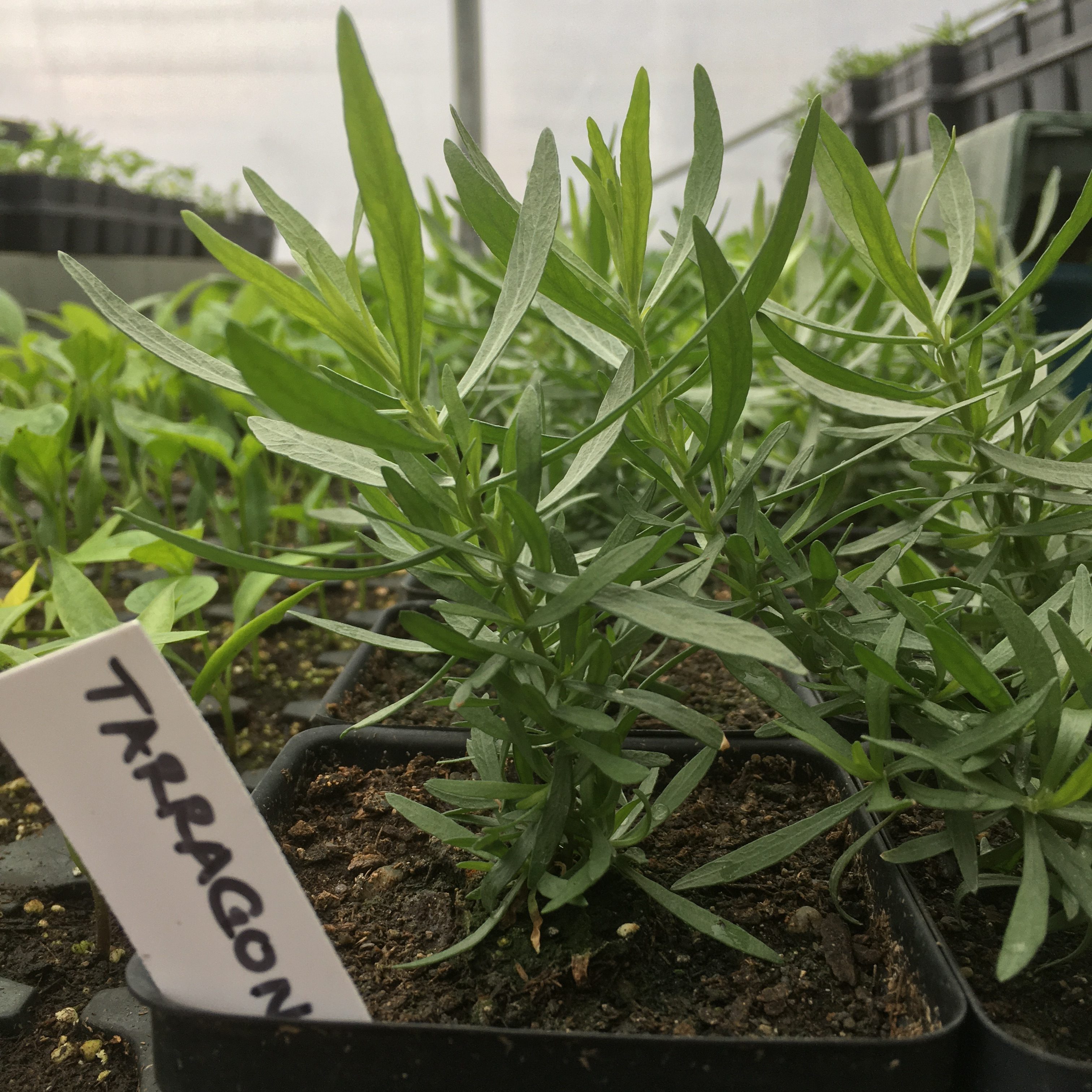 tarragon Stony Hill Farm